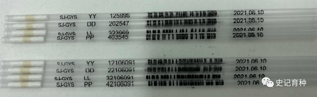 做猪冻精史记很专业