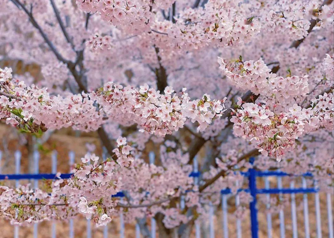 山西太谷樱花节图片