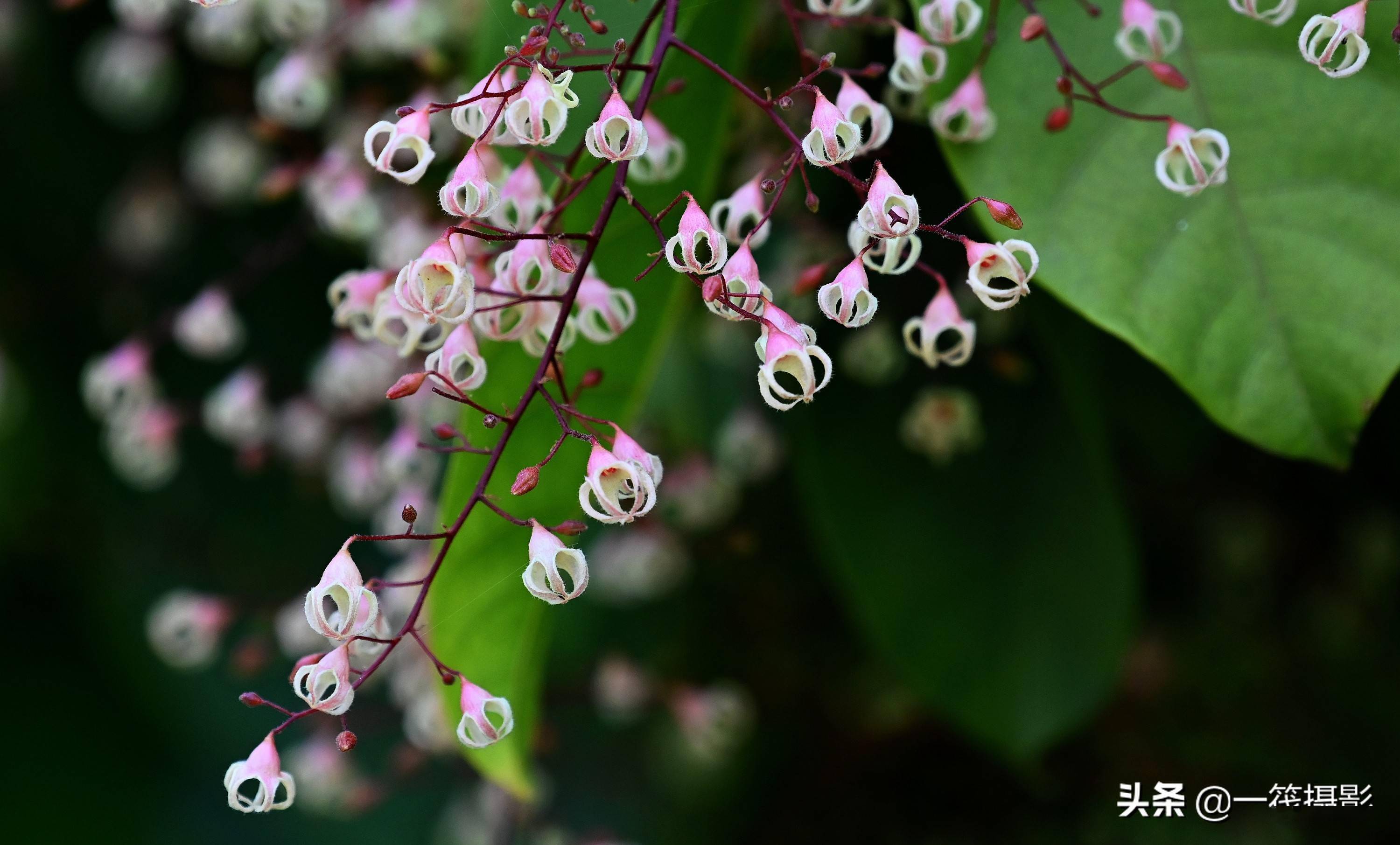 2022.04摄于广州黄埔古村.苹婆的花语是一切随缘.