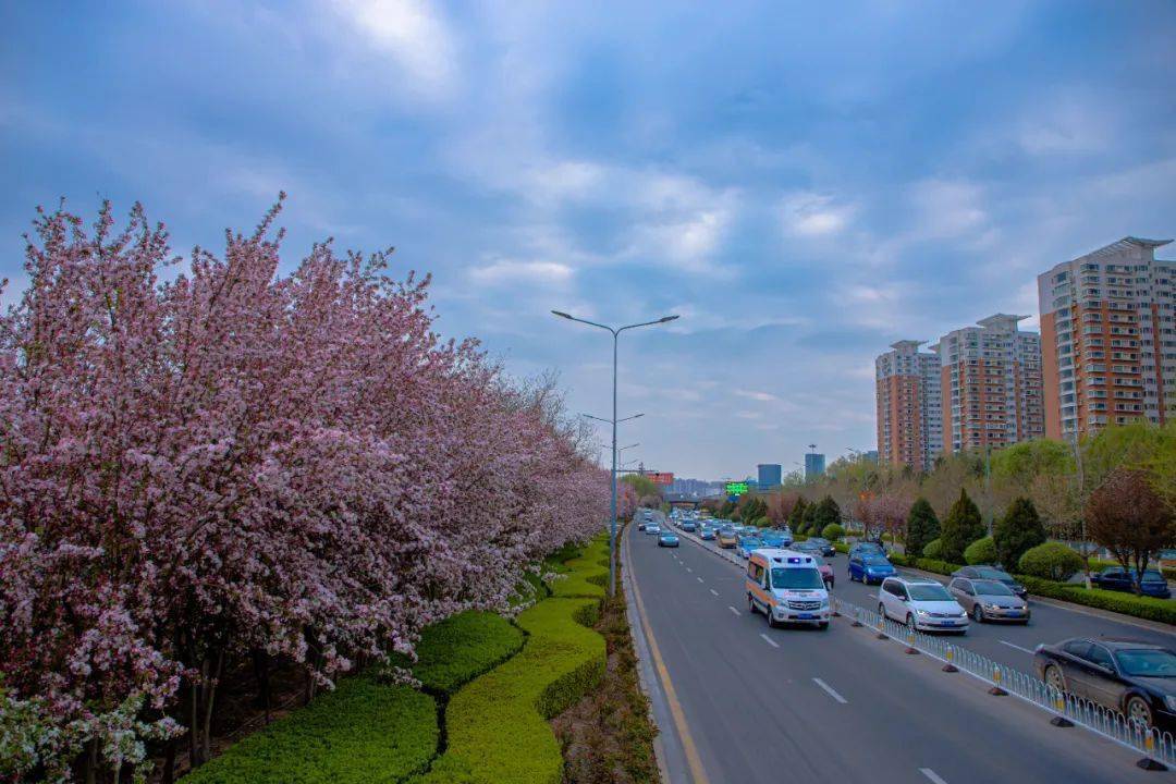 山西太谷樱花节图片