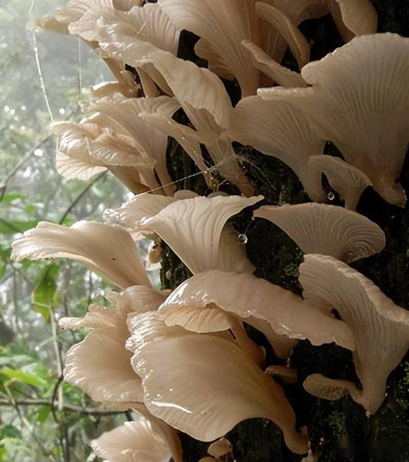 云南"头水鸡枞"抢先上市,7个"骨朵"共卖了1500元_食用_楚雄_文山