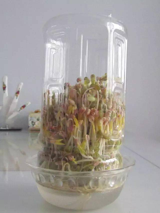 拿塑料瓶种绿豆芽根本不是技术活3天长一大茬成本不到2块钱