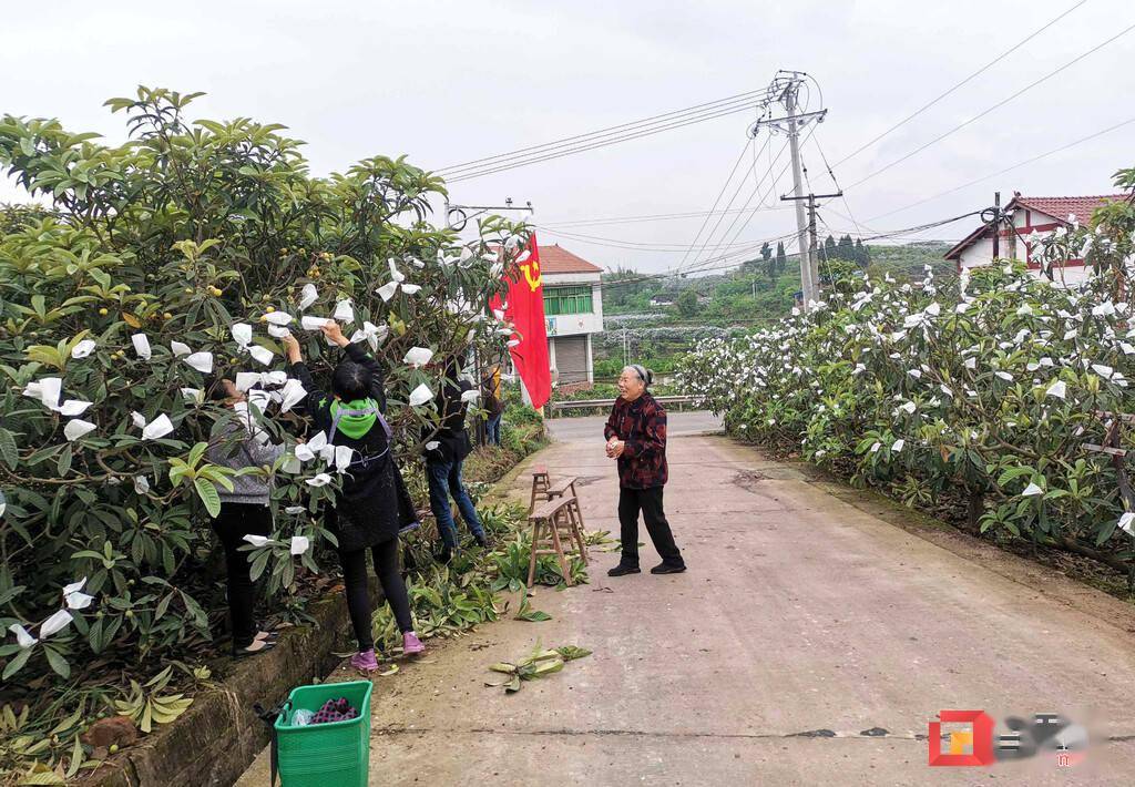 荣县新桥镇:枇杷山上党旗红 志愿服务暖民心