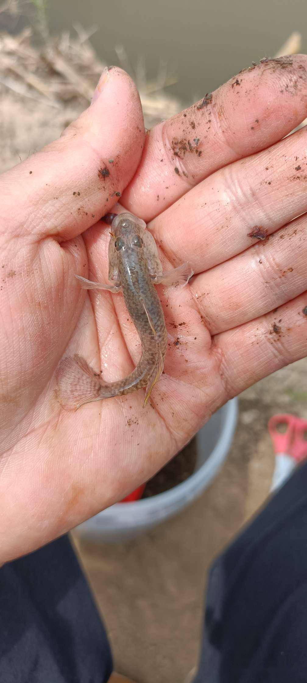 第七個品種,應該是蝦虎魚,趴地虎,長的真的很漂亮!