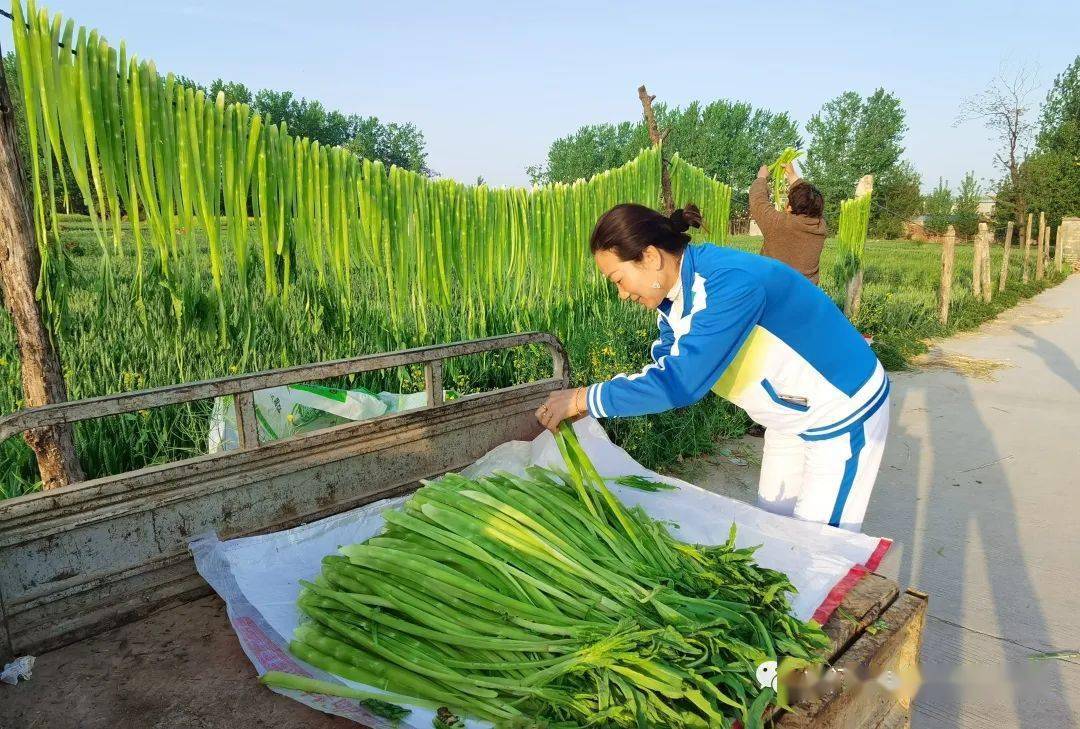 春游江淮请您来丨千年古镇 春苔收获季_义门镇_苔菜_加工