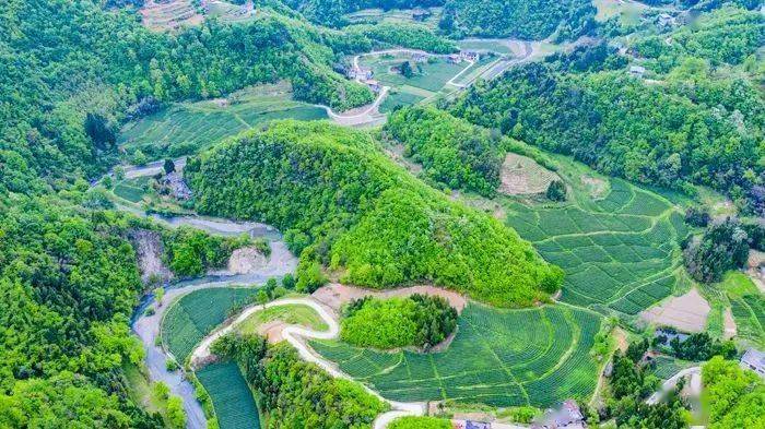 線路特色:茶園觀光,採茶體驗煥古鎮煥古老街89煥古鎮田壩新區茶葉市