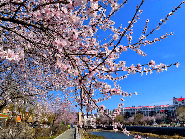 国际在线:最美人间四月天_金达莱_吉林_延吉市