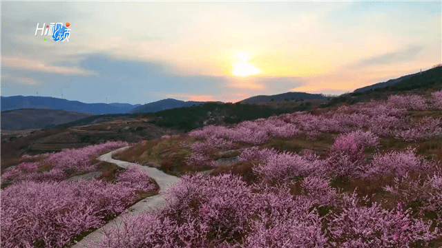 hi视频丨桃花灼灼,乳山送你一份春天独有的浪漫_生活_山林_备注