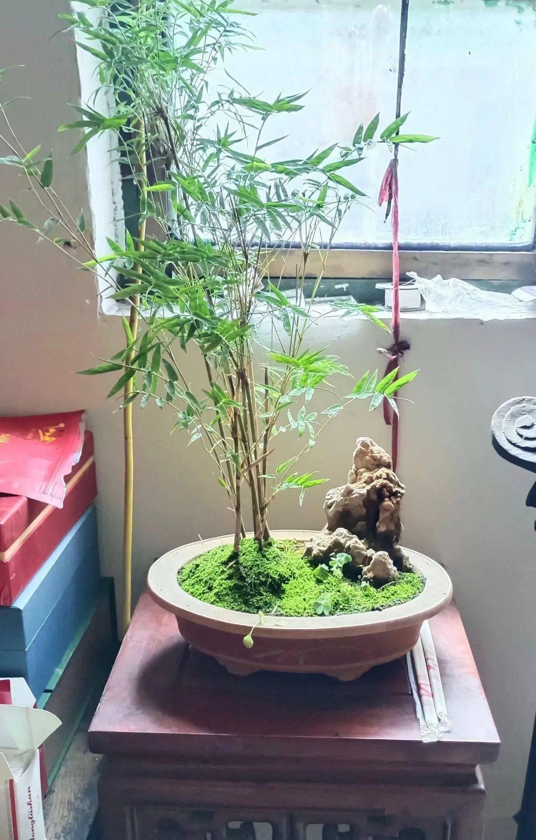 家里养竹子真的好吗