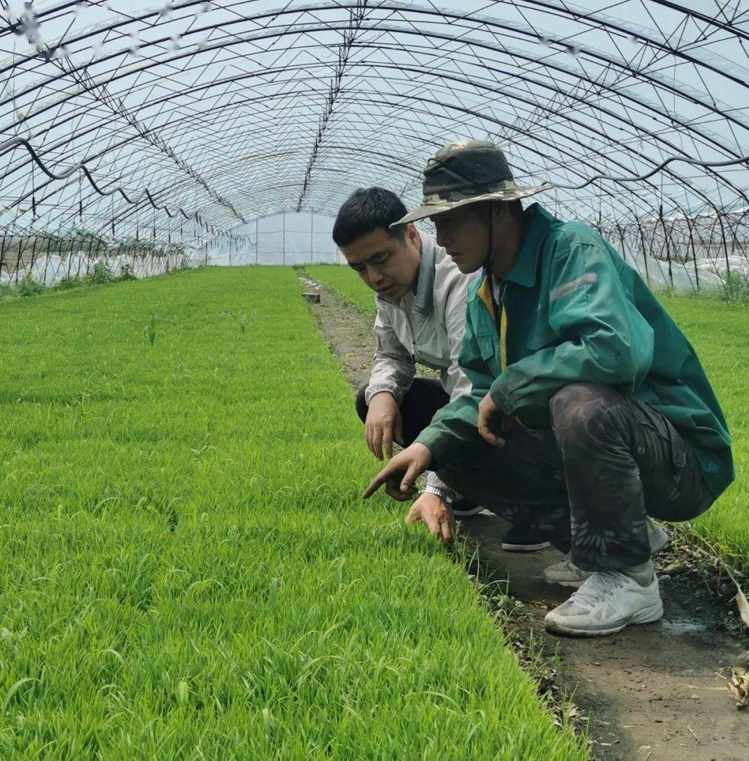 在龍井市東盛湧鎮龍山村的水稻育苗大棚裡,一片繁忙景象,工人們正忙著