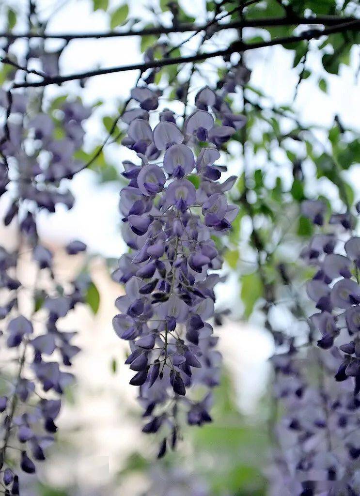 蜿蜒蛟龙垂璎珞紫藤花