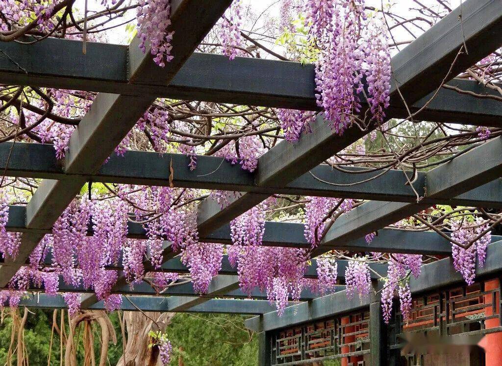 蜿蜒蛟龙垂璎珞紫藤花