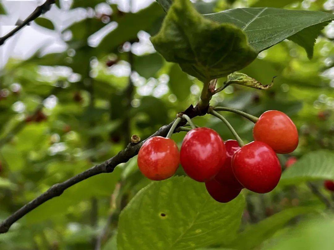 甜蜜的诱惑落别万亩樱桃上市啦