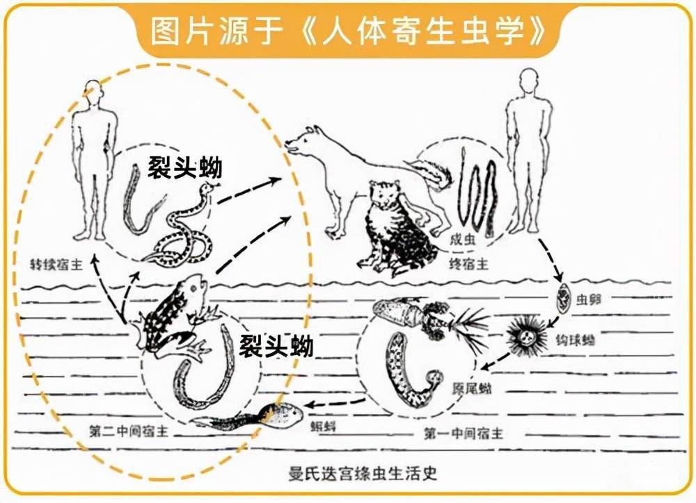 原创用活蛇泡酒蛇身体里的寄生虫会被酒泡死吗可能连蛇都泡不死