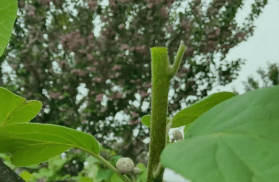 關於獼猴桃徒長枝不及時處理要吃大虧比梳蕾更重要