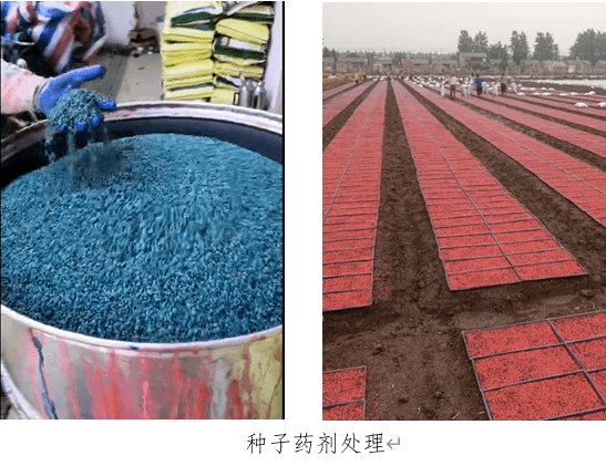 可示范应用噻呋酰胺,氯虫苯甲酰胺,三氟苯嘧啶拌种,防治水稻前中期