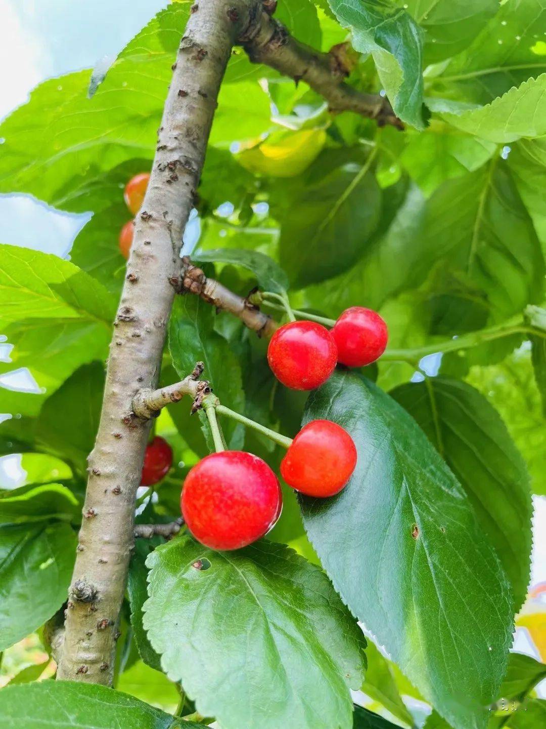 绿掩樱桃娇艳欲滴