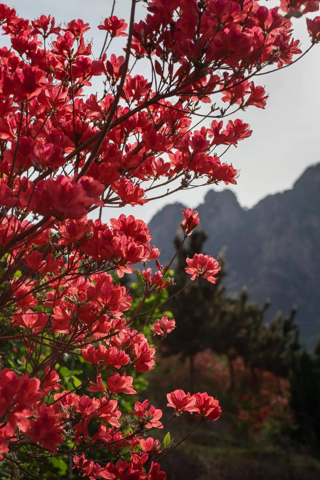 山东五莲山杜鹃花图片