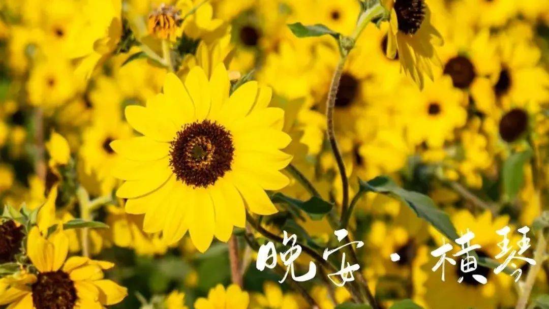 【晚安海报】心若向阳，次第花开。晚安，横琴。_向阳_横琴_海报