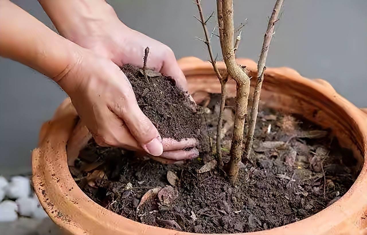 养花有3个施肥小技巧花量明显增多枝叶肥壮长势更旺