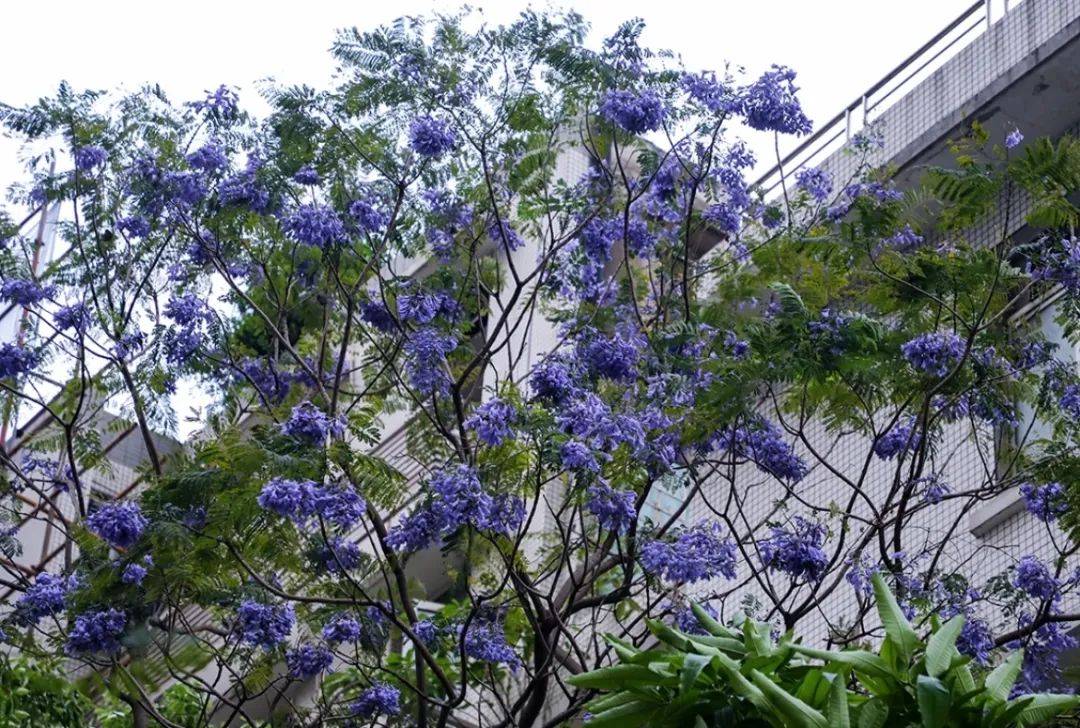 四年来最美艳广州蓝花楹盛开打卡攻略请收好