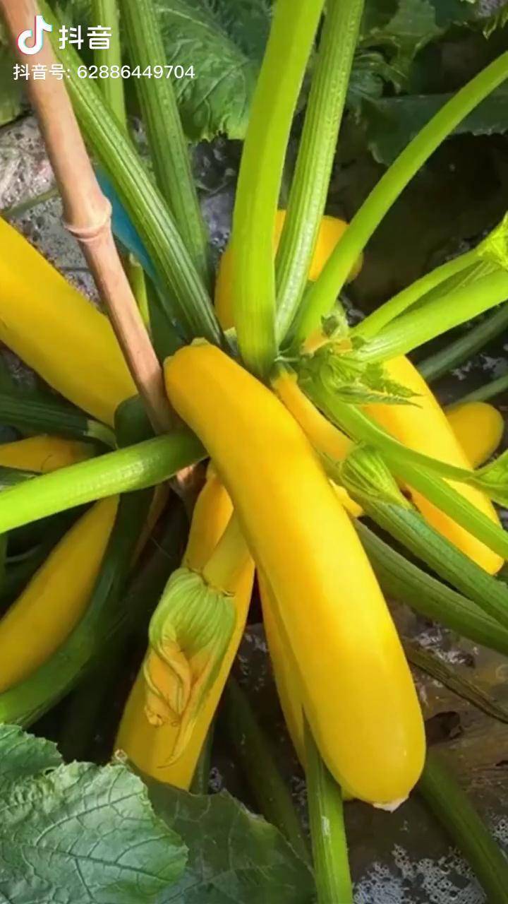 香蕉西葫蘆肉質肥厚可生吃可做菜口感好產量高水果三農綠色食品新鮮