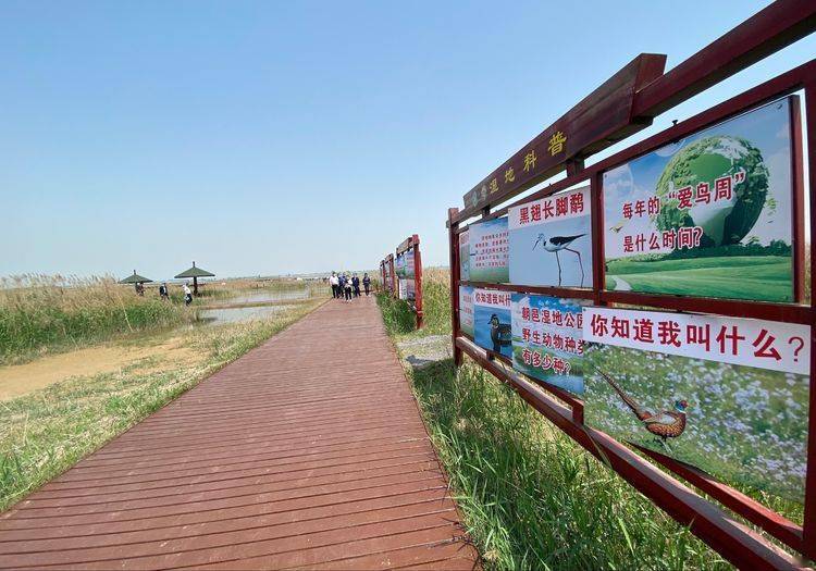 朝邑国家湿地公园成为爱鸟护鸟的科普教育示范基地_大荔县_鸟类_保护