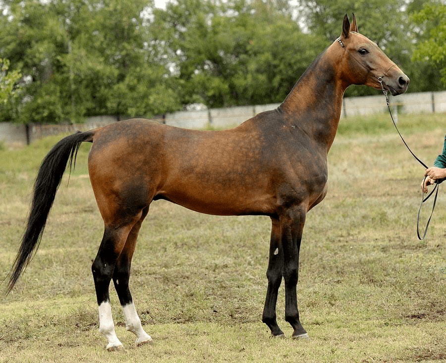 2021年度优秀种公马——阿哈-捷金马:哈基姆hakim(rus)_hakim_中国