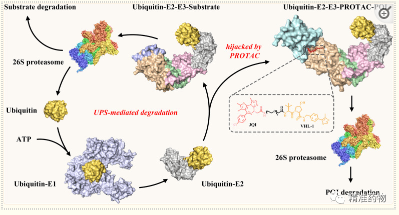 已报道的169个PROTAC分子结构及其80个靶点（附清单）_开发_蛋白_治疗