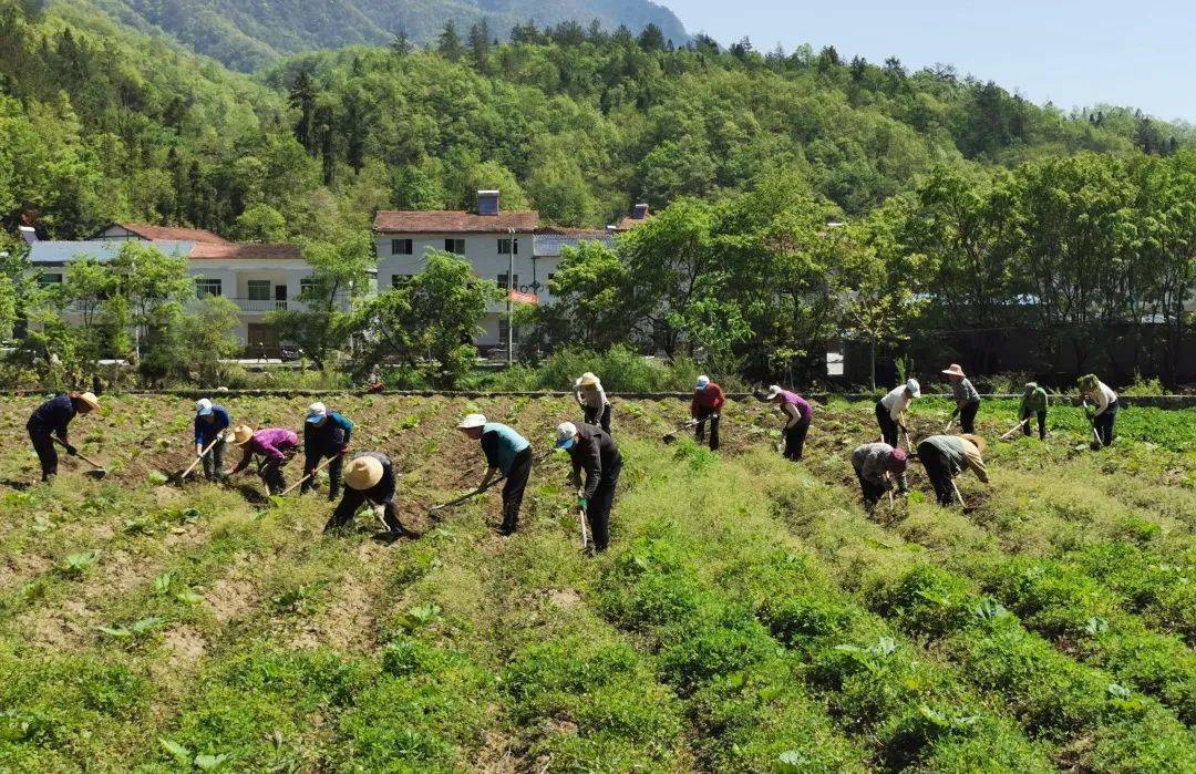 鄉村振興華坪鎮團結村支部引領苦黃連成主產業