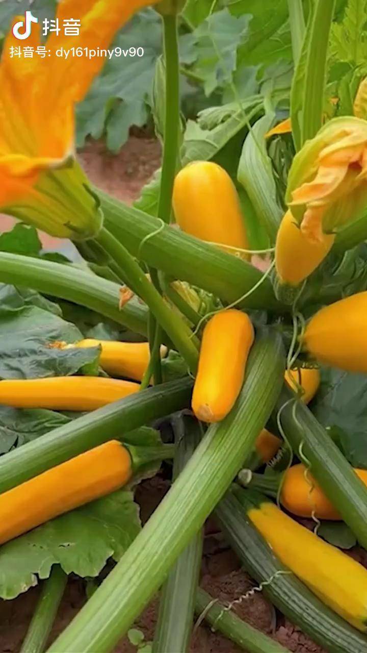 可以生吃的香蕉西葫芦口感脆嫩营养丰富阳台小院都能种香蕉西葫芦好物