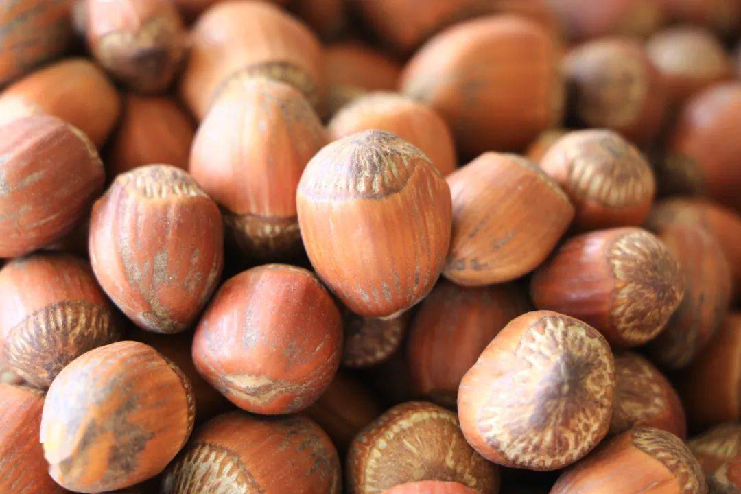 看五师双河市如何用一棵榛子树培植一个致富产业