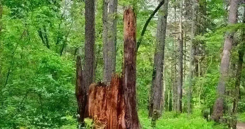 在东北开始流行玩这种手串,可能成为新的文玩品种_松树_油脂_松明
