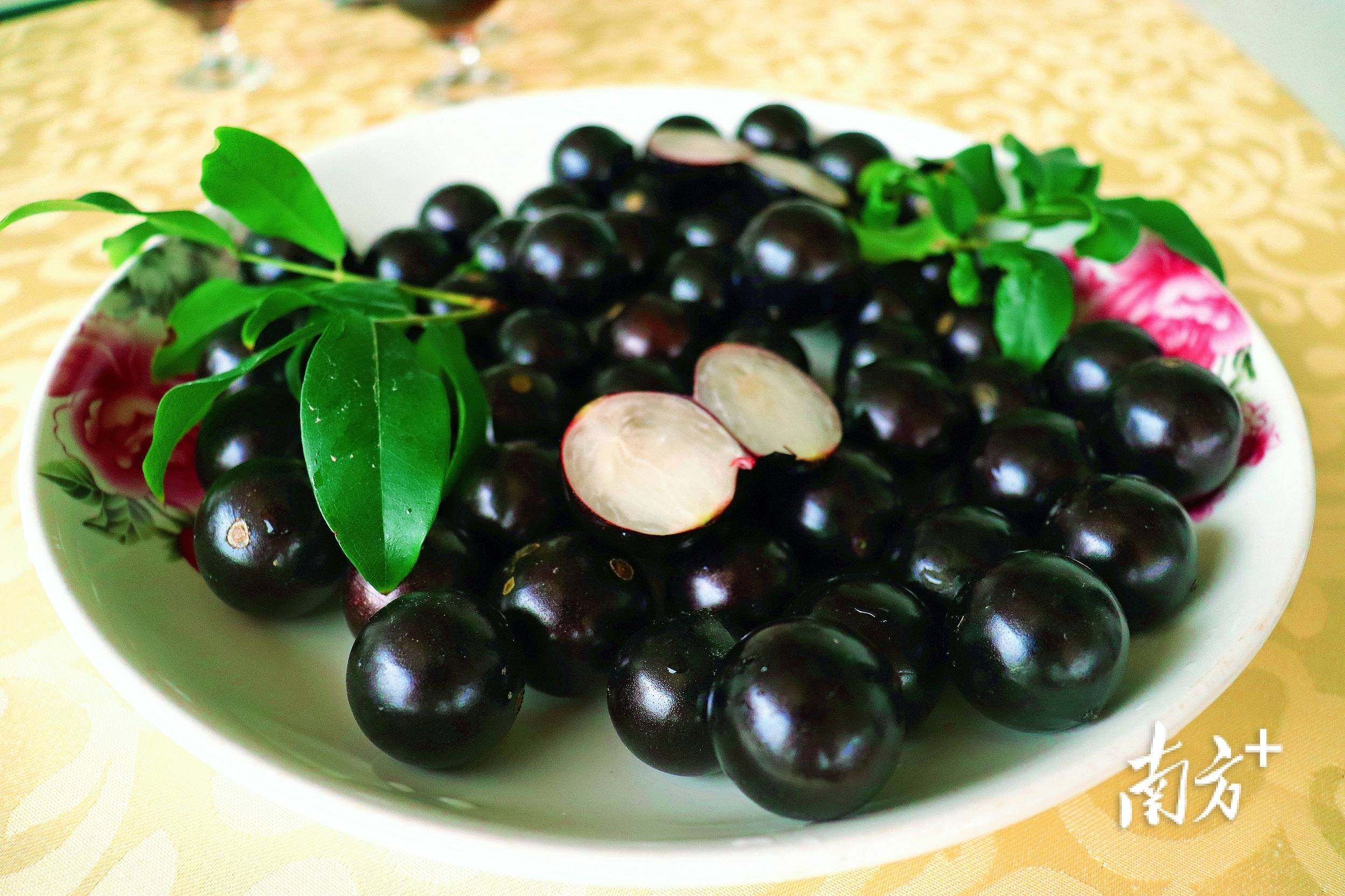 一口爆汁英德这里300亩嘉宝果成熟了