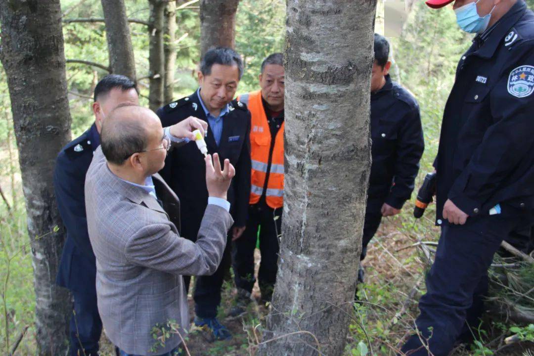 在防治作业点,唐光辉教授针对华山松大小蠹及松材线虫病危害大,传播广