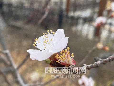 超过7 8万株 冰城杏花进入绽放季 小区 山杏 王贵