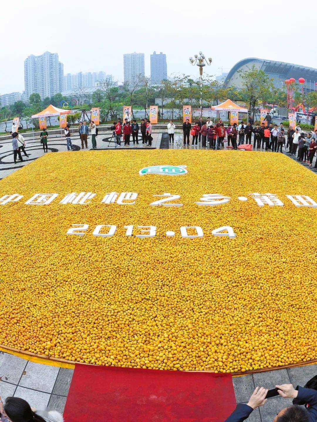 莆田四大名果之一(供图/涵江区委宣传部)世界最大的枇杷拼图用8吨枇杷