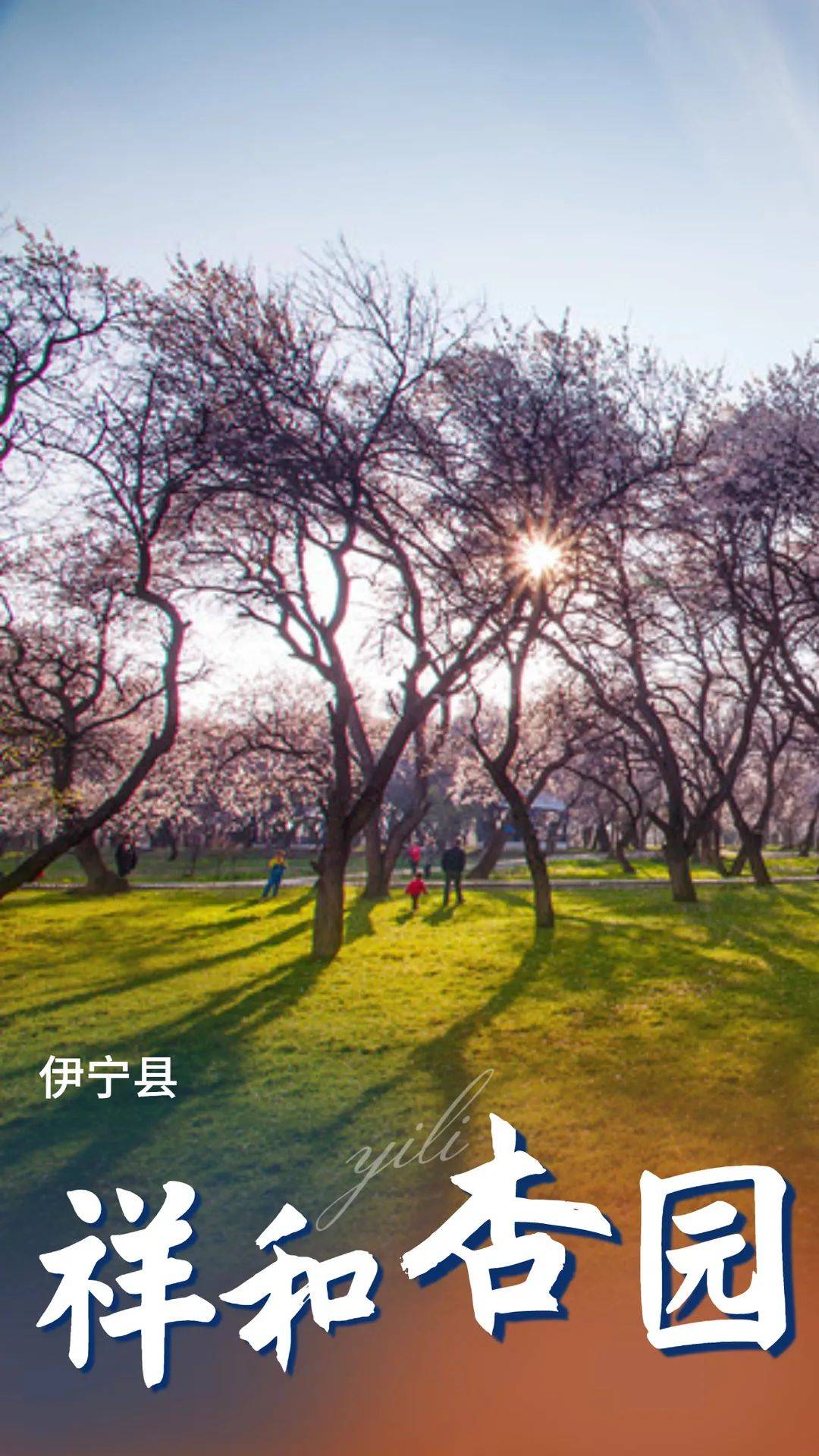 杏乡的春天随着粉白杏花的绽放而鲜艳起来在伊宁县祥和杏园高大虬枝的