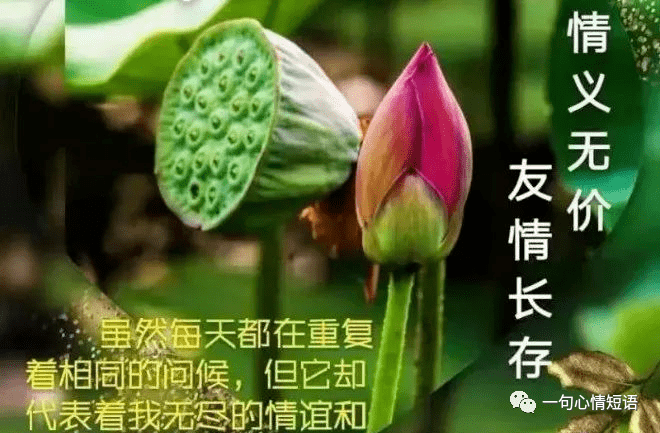 情义无价,友情长存_话说_短语_宝贝