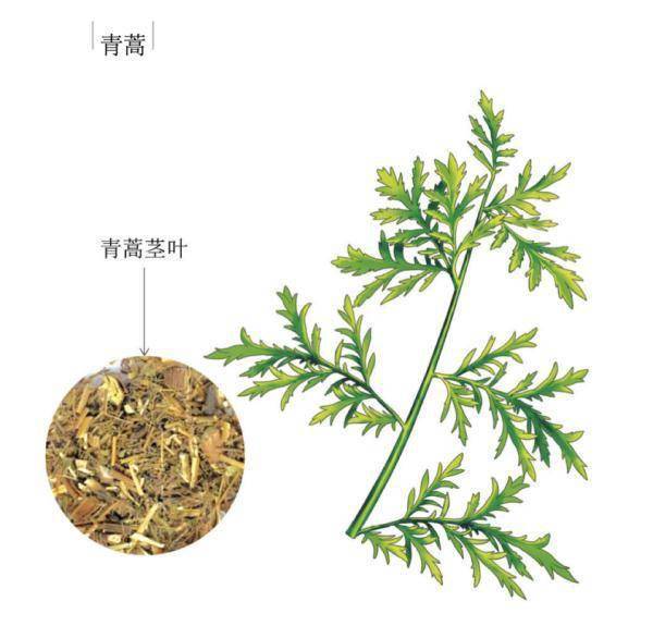 屠呦呦_诺贝尔_中国