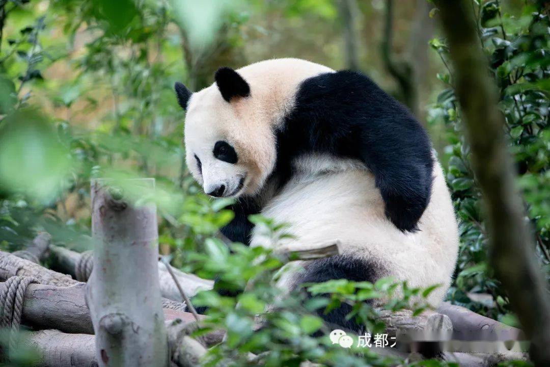 大熊猫住在哪儿图片