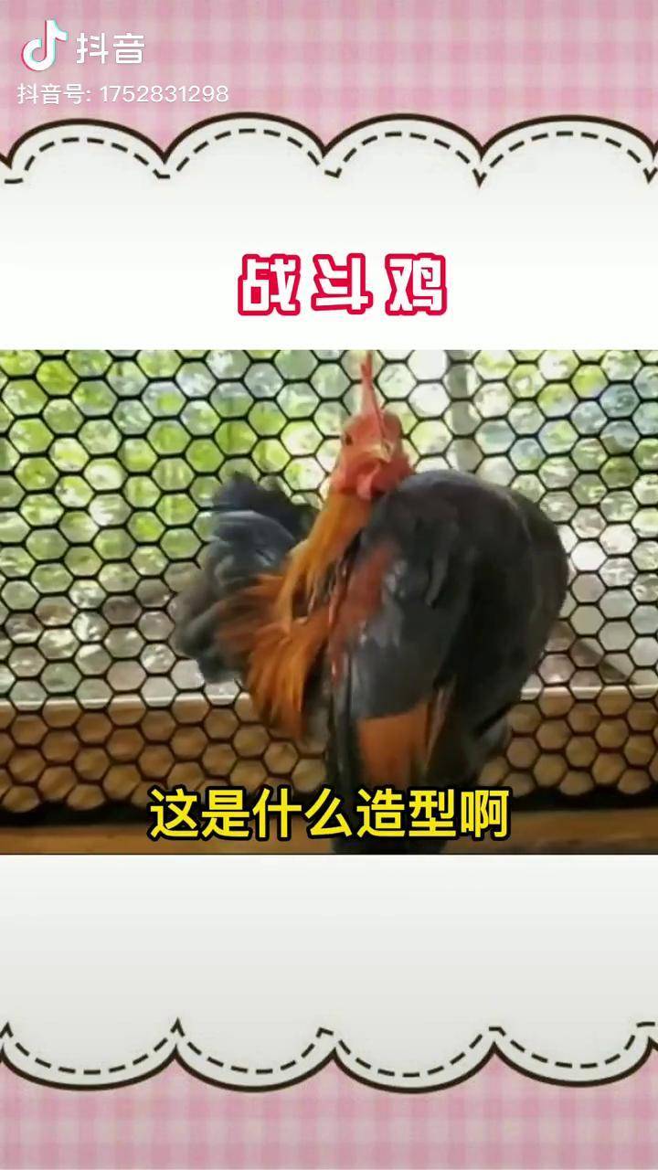 动物成精造型独特基尼太美dou小助手