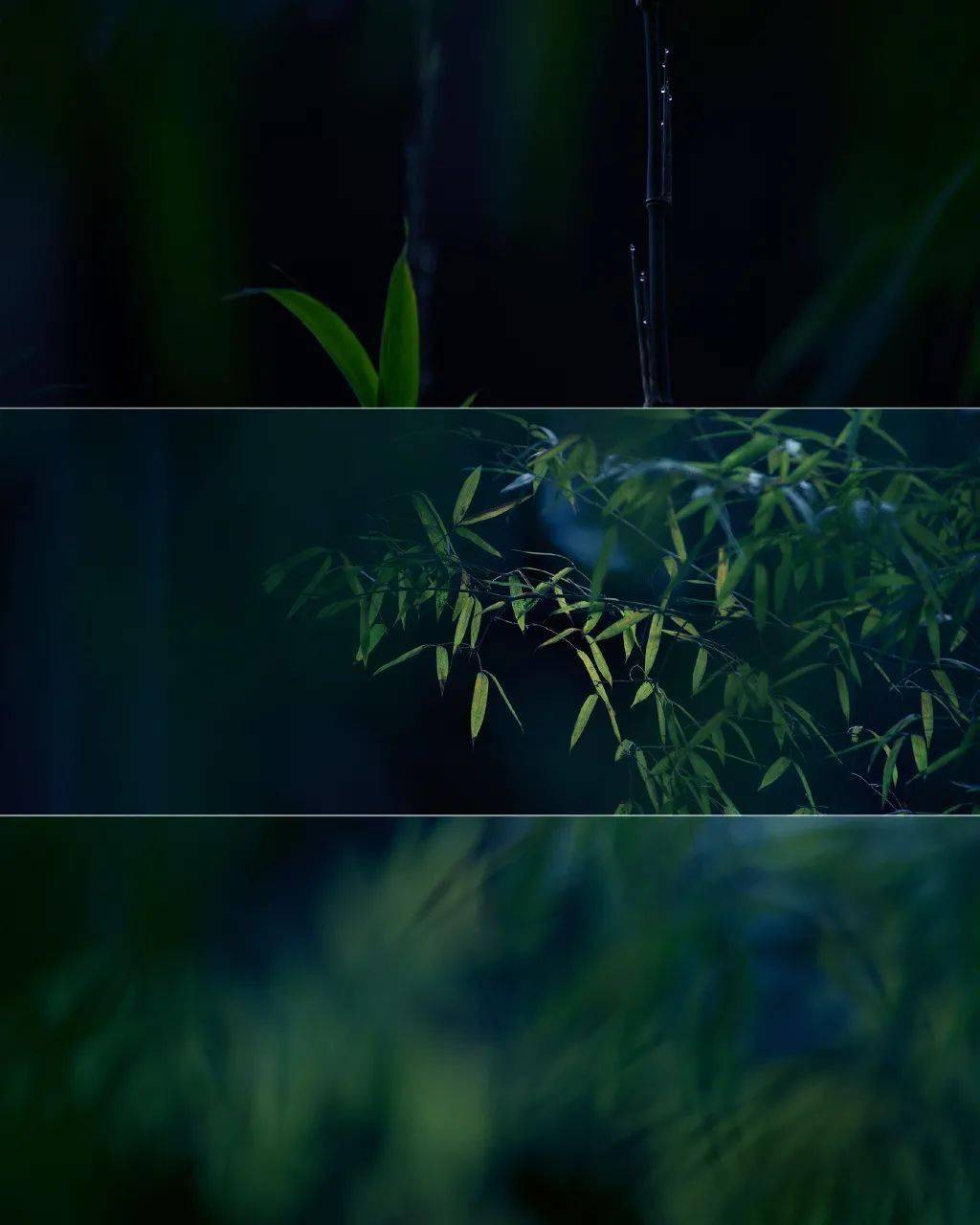 檐下煮雨竹林听风