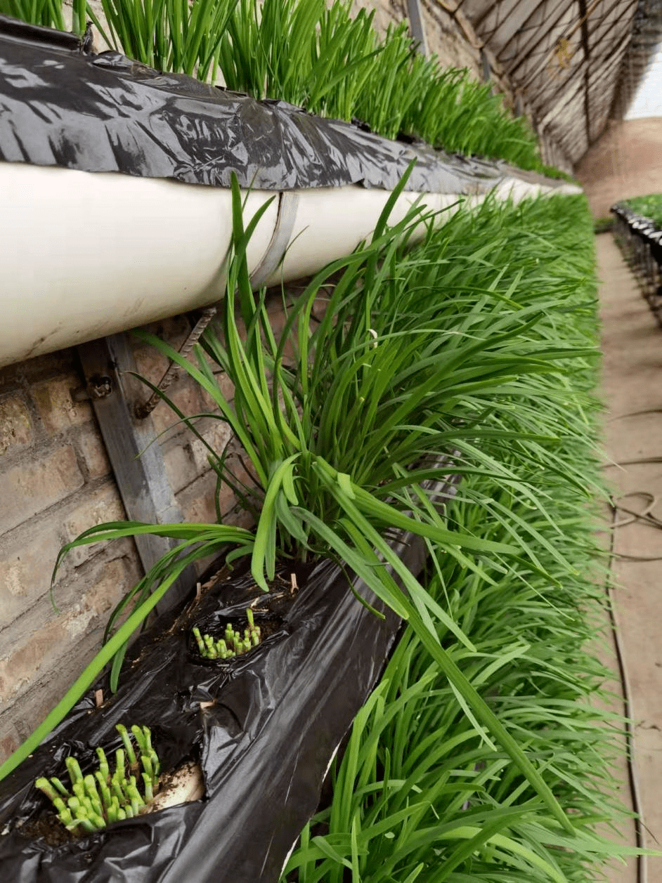 草莓大棚空档间种韭菜助农增收好模式