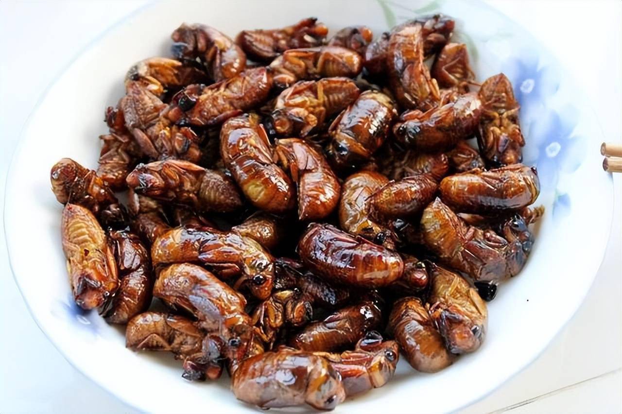 多数人可能还不太清楚,吃前应先了解下_金蝉_治疗_人体