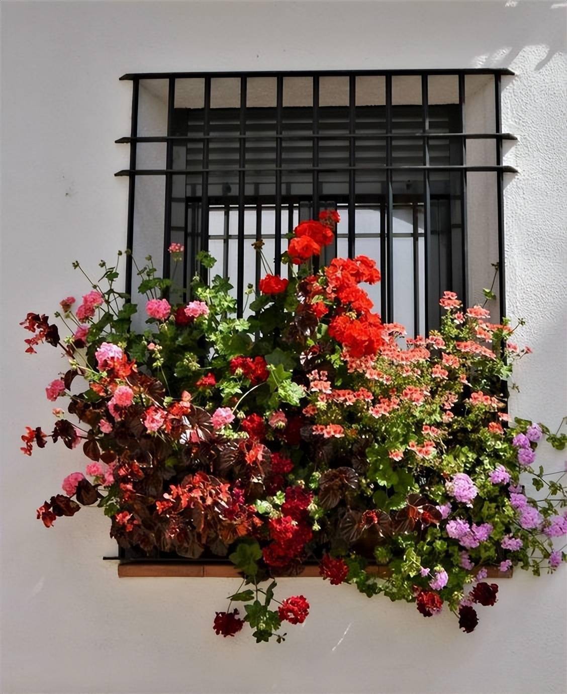 窗外装栅栏,都说像牢笼,如今蔷薇盛开满杆爬,成了街道最美的房