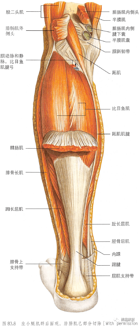 小腿内侧解剖图图片