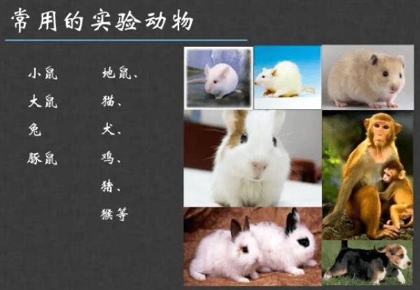 科技动态善待实验动物保护动物福利省科技厅开展世界实验动物日主题