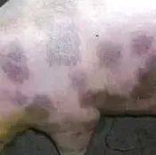 猪丹毒的辨别与防治措施!!!_发病_资料_死亡