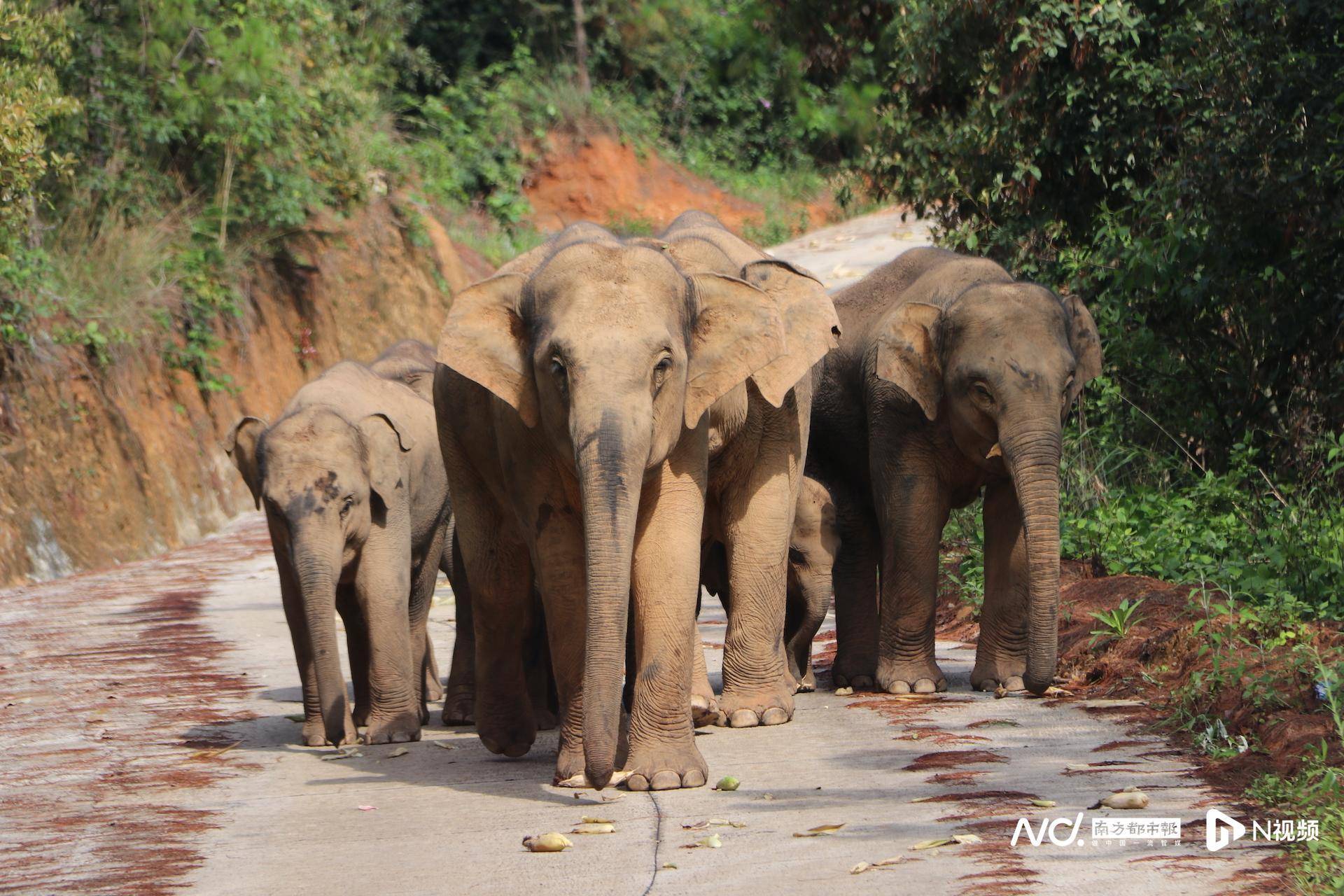 纪录片导演拿金红棉奖:用年轻的方式讲中国故事_象群_康成业_大象